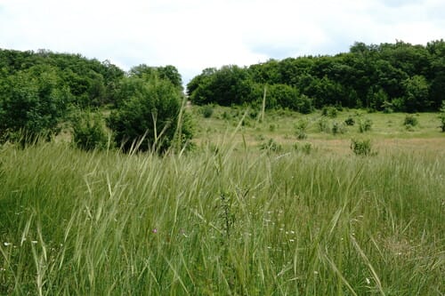 Triticum monococcum (Cultivated einkorn) — photo