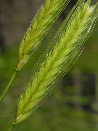 Triticum monococcum subsp. aegilopoides