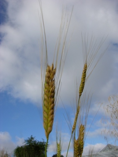Triticum monococcum subsp. aegilopoides (Wild einkorn) — photo