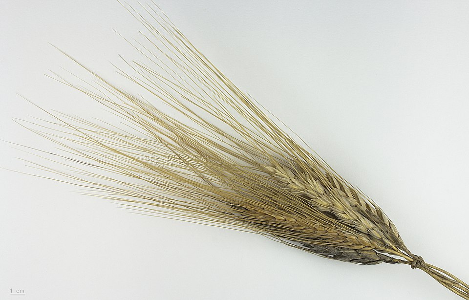 Triticum orientale