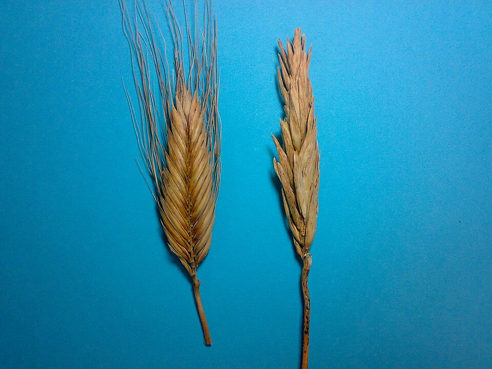 Triticum petropavlovskyi