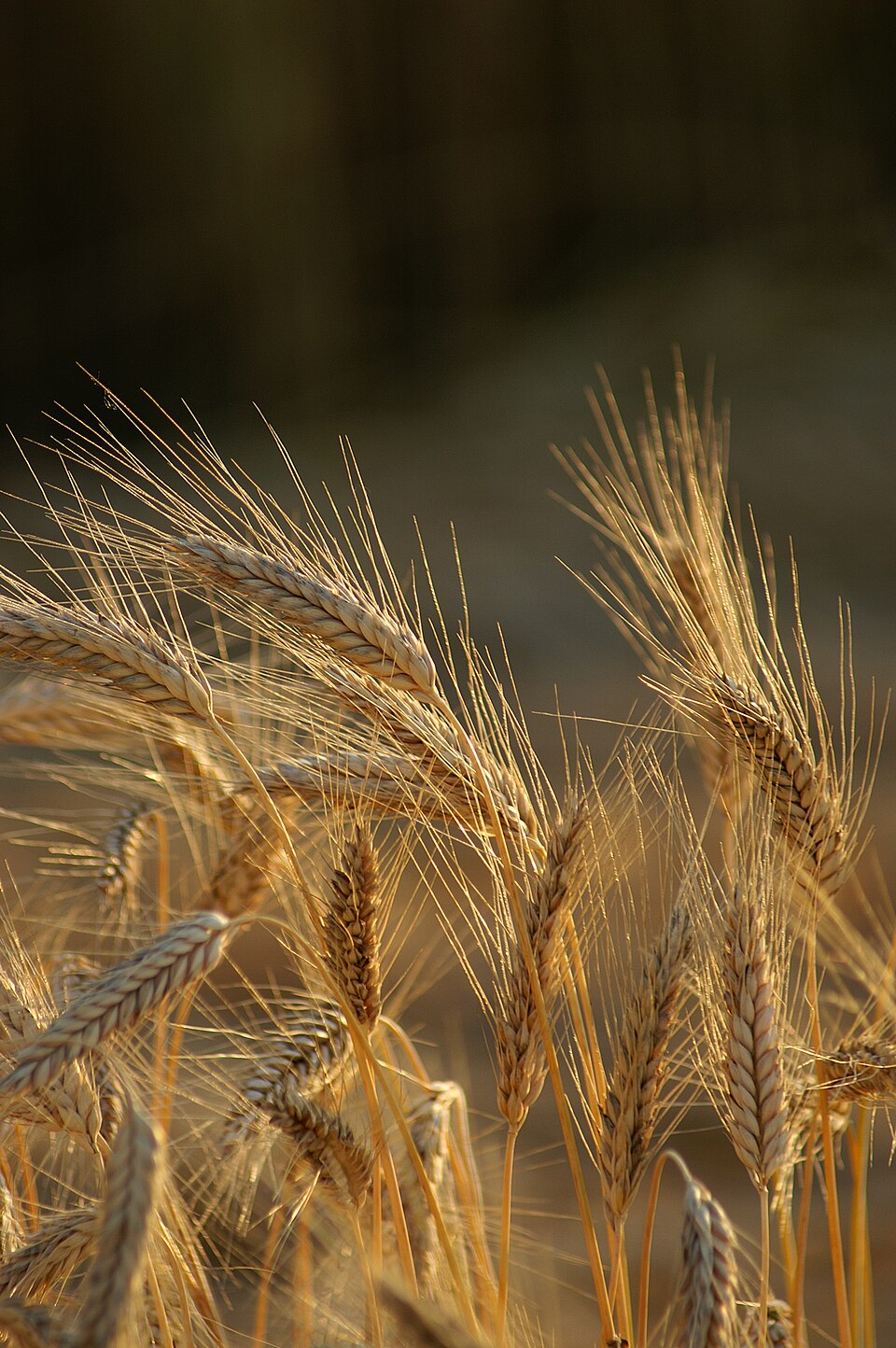 Triticum polonicum (Polish wheat) — photo