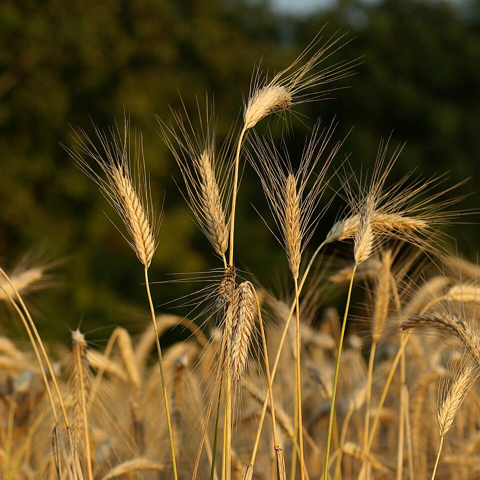 Triticum polonicum
