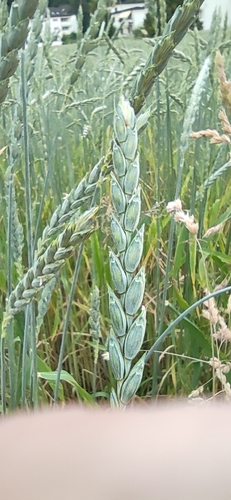 Triticum spelta (Dinkel wheat) — photo