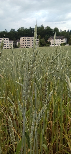 Triticum spelta (Dinkel wheat) — photo