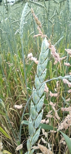 Triticum spelta