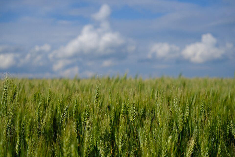 Triticum sphaerococcum (Shot wheat) — photo