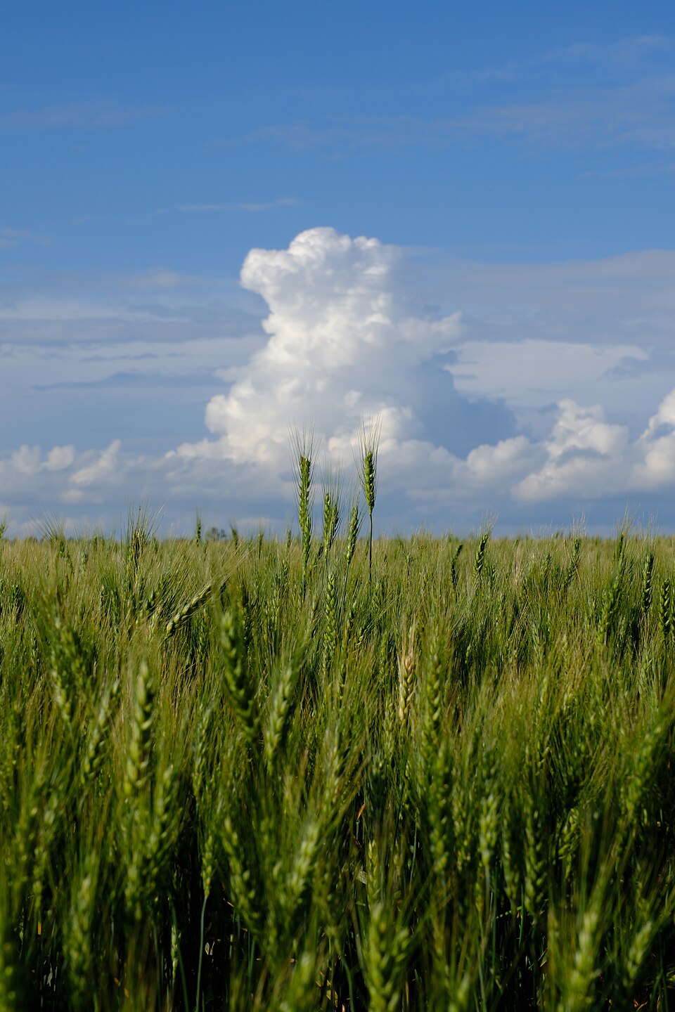 Triticum sphaerococcum