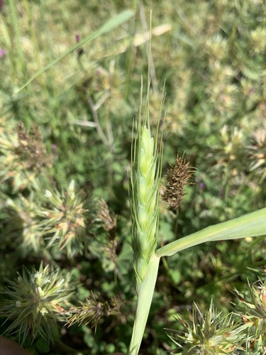 Triticum timopheevii (Sanduri) — photo