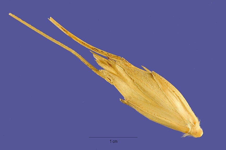 Triticum timopheevii (Sanduri) — photo