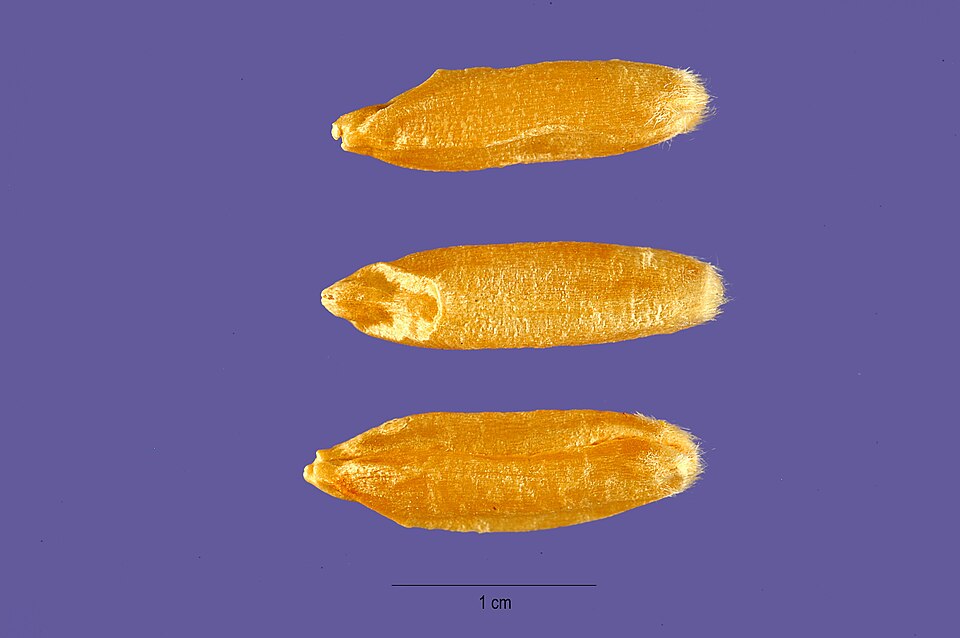 Triticum turanicum