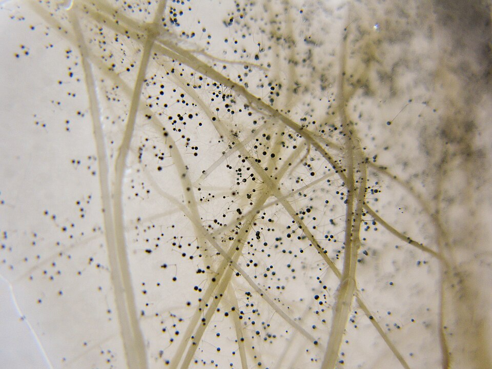 Triticum turanicum (Khorassan wheat) — photo