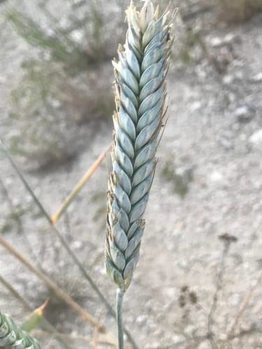 Triticum turgidum (Rivet wheat) — photo