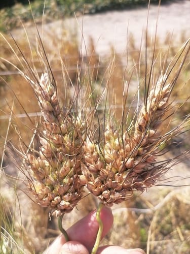 Triticum turgidum (Rivet wheat) — photo
