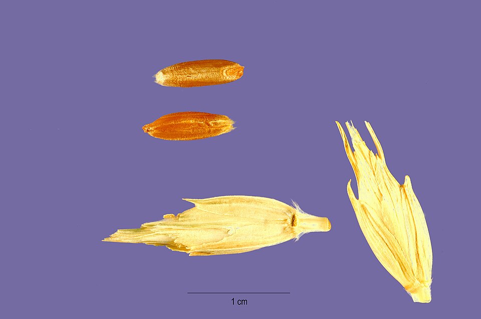 Triticum zhukovskyi (Zanduri wheat) — photo