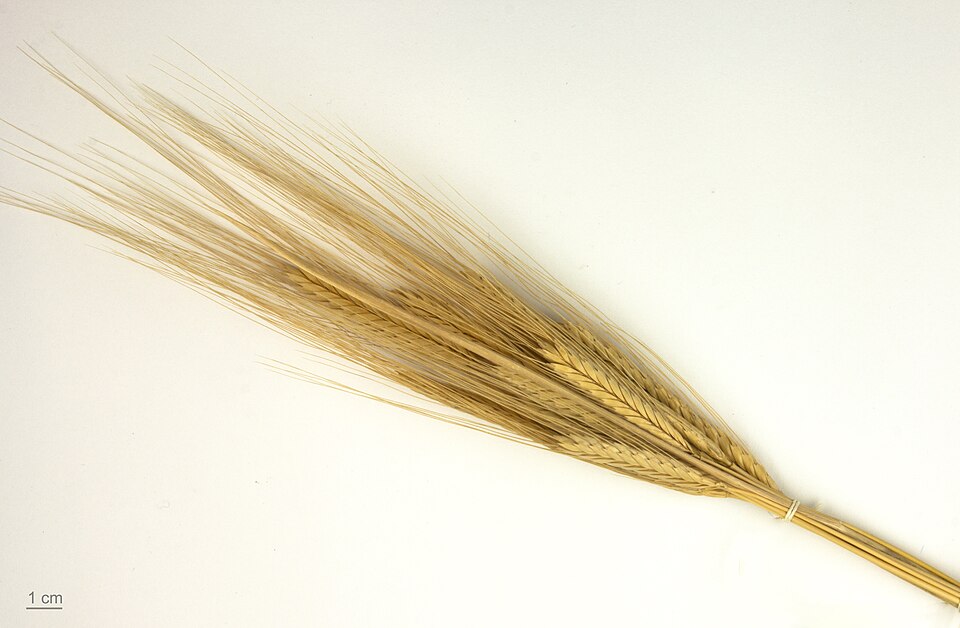 Triticum zhukovskyi
