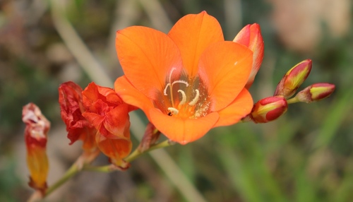 Tritonia crocata (Great African ixia) — photo