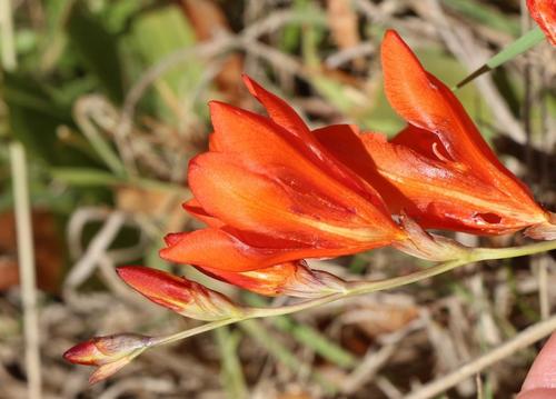 Tritonia crocata (Great African ixia) — photo