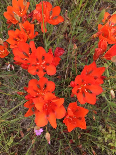 Tritonia crocata