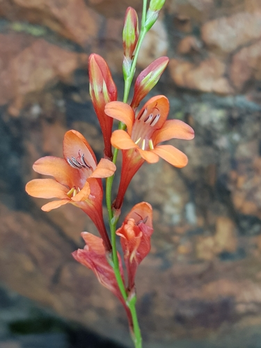 Tritonia nelsonii