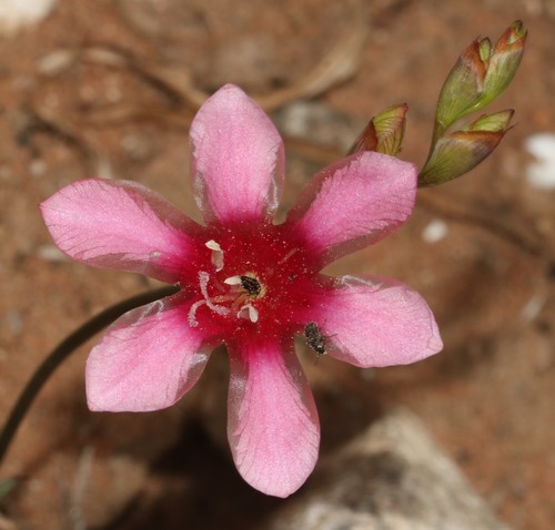Tritonia squalida — photo