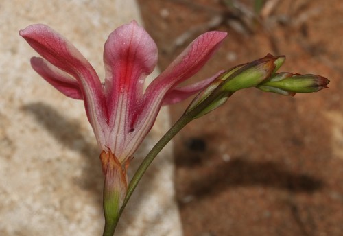 Tritonia squalida — photo