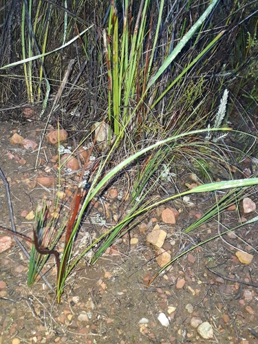 Tritoniopsis triticea — photo