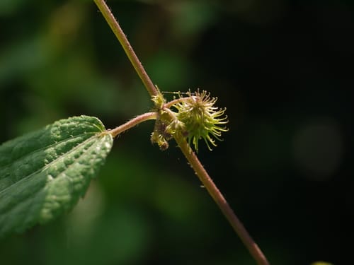 Triumfetta annua (Paroquet Bur) — photo