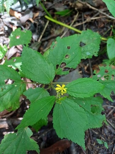 Triumfetta bogotensis — photo