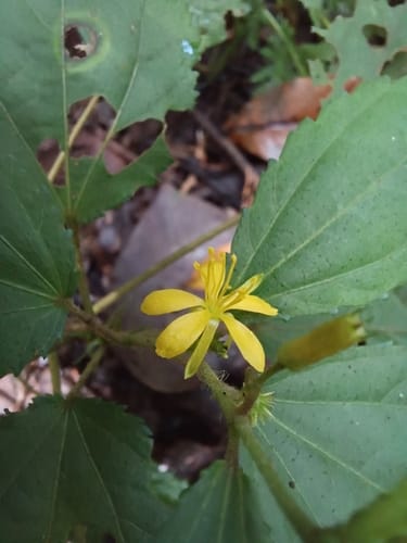 Triumfetta bogotensis — photo