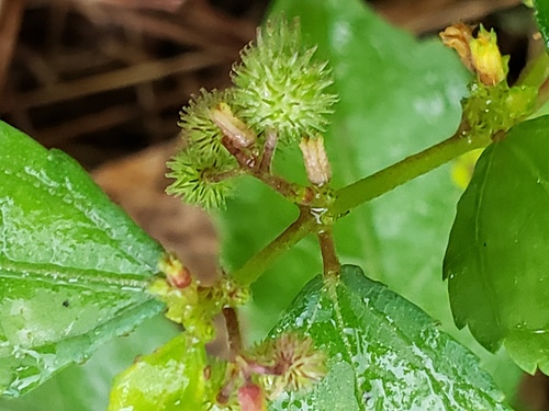 Triumfetta pentandra — photo