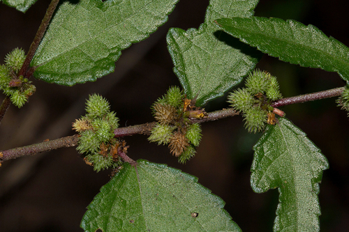 Triumfetta pentandra — photo