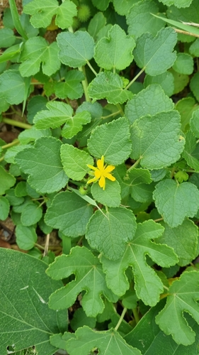 Triumfetta procumbens (Bingil Burr) — photo