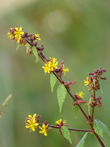 Triumfetta rhomboidea (Burweed) — photo