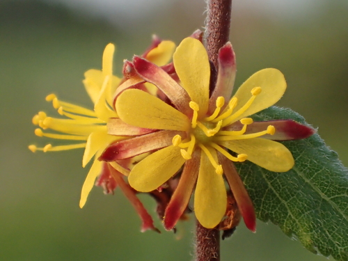 Triumfetta rhomboidea