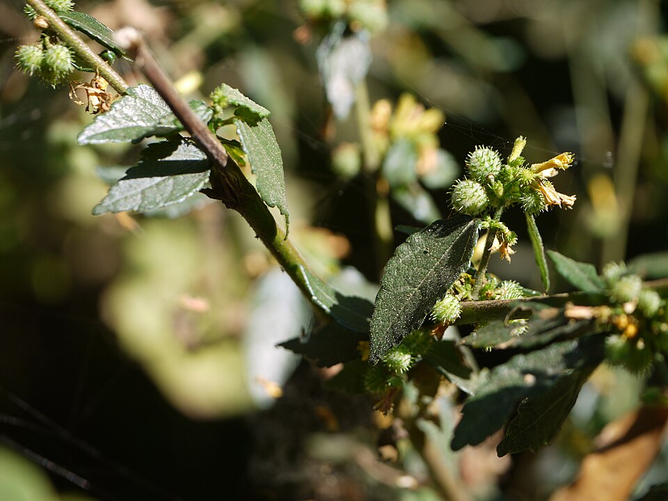 Triumfetta sp — photo