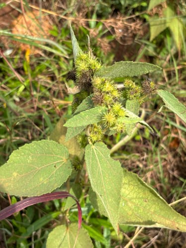 Triumfetta tomentosa (Tomentose burbark) — photo