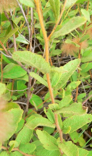 Triumfetta trichocarpa — photo