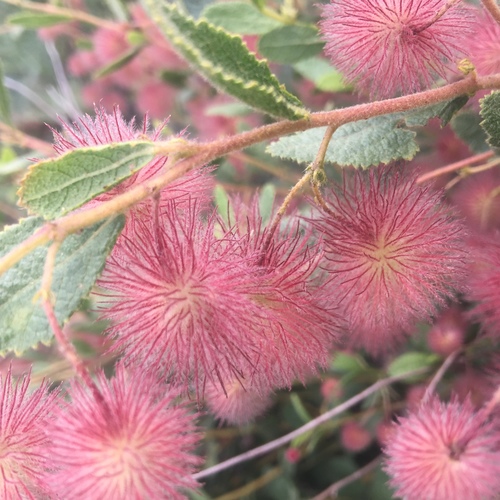 Triumfetta trichocarpa — photo