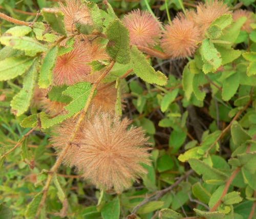Triumfetta trichocarpa