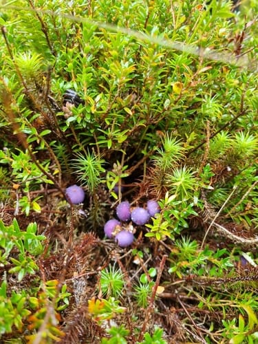 Trochocarpa clarkei (Lilac berry) — photo