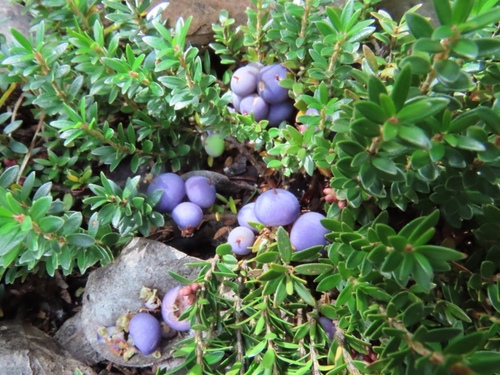 Trochocarpa clarkei