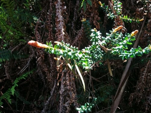 Trochocarpa cunninghamii (Cunningham's trochocarpa) — photo