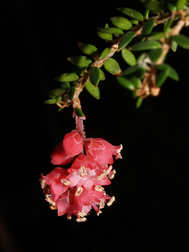 Trochocarpa cunninghamii
