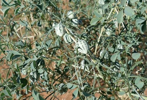 Trochomeria debilis — photo
