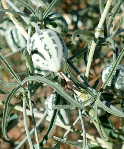 Trochomeria debilis — photo