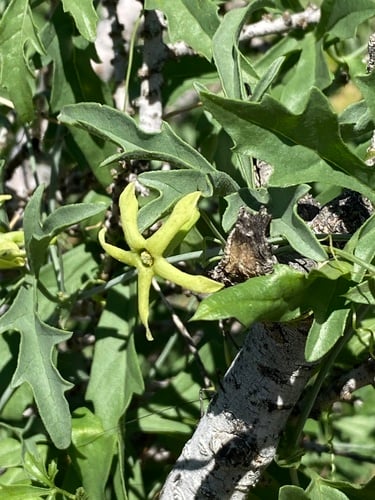 Trochomeria debilis