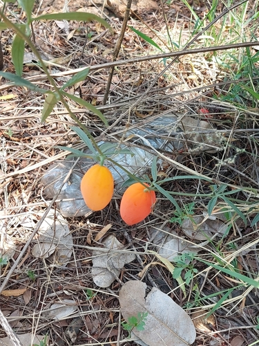 Trochomeria macrocarpa