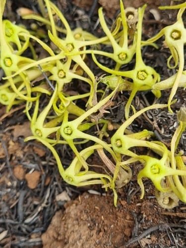 Trochomeria macrocarpa (Baboon cucumber) — photo