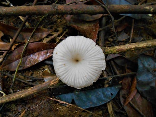 Trogia infundibuliformis (Little pink) — photo